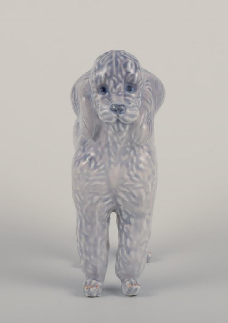 Mid-20th Century Royal Copenhagen, rare porcelain figurine of a Standard Poodle.