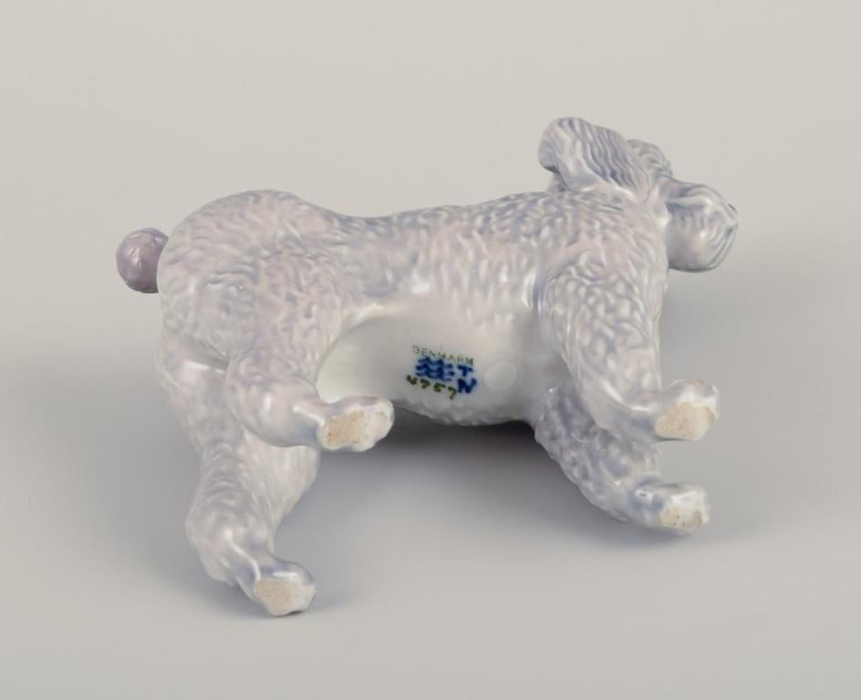 Royal Copenhagen, rare porcelain figurine of a Standard Poodle. 1
