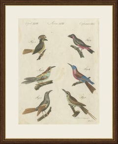 Royal Flycatcher and Bee-eaters, Antique Bertuch Print, Vienna, circa 1805