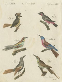 Royal Flycatcher and Bee-eaters, Antique Bertuch Print, Vienna, circa 1805