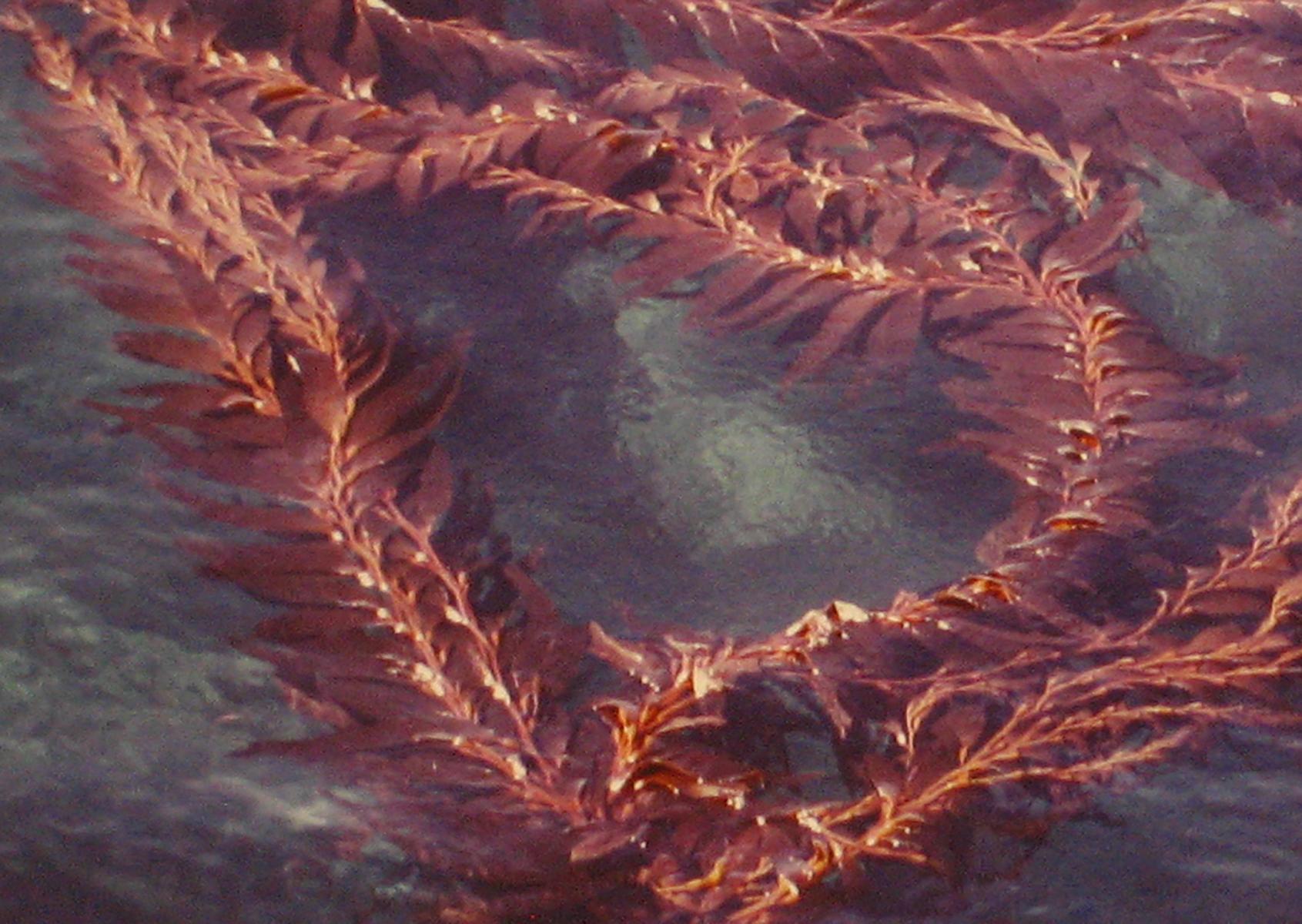 This 1970s color photograph of red kelp in the ocean entitled 