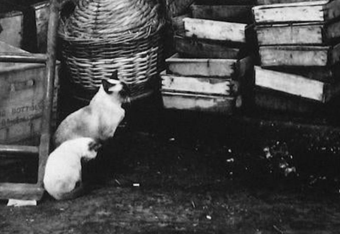 This 1960s photograph on paper board of a Portuguese market with siamese cats and fish is by New York/San Francisco photographer Roz Joseph (1926-2019). Joseph travelled extensively in the 1960s shooting in black and white and processing her silver
