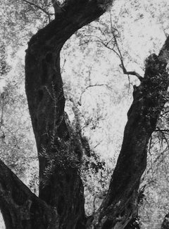 Tree in Rome 1960s Black and White Photograph