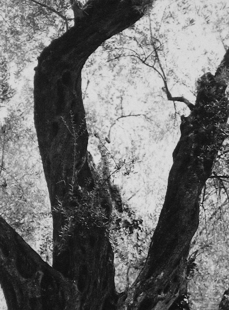 Tree in Rome 1960s Black and White Photograph For Sale 1