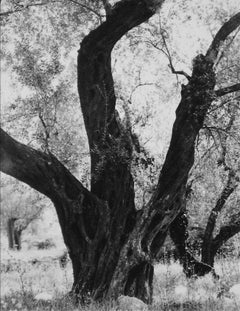 Vintage Tree in Rome 1960s Black and White Photograph