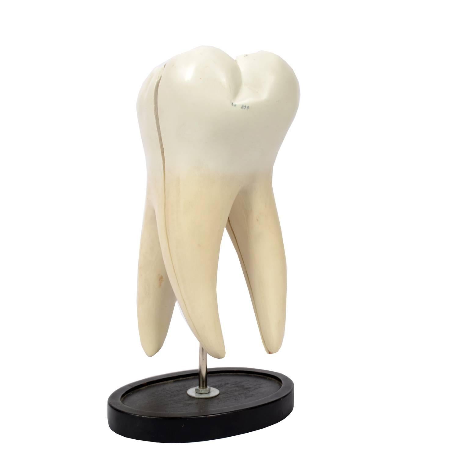 Model for educational use of a molar tooth disassemblable in four parts and made of rubber resin; each part is numbered. English manufacture of the fifties. The molar is mounted on a wooden base black painted. Very good condition. Measures cm with