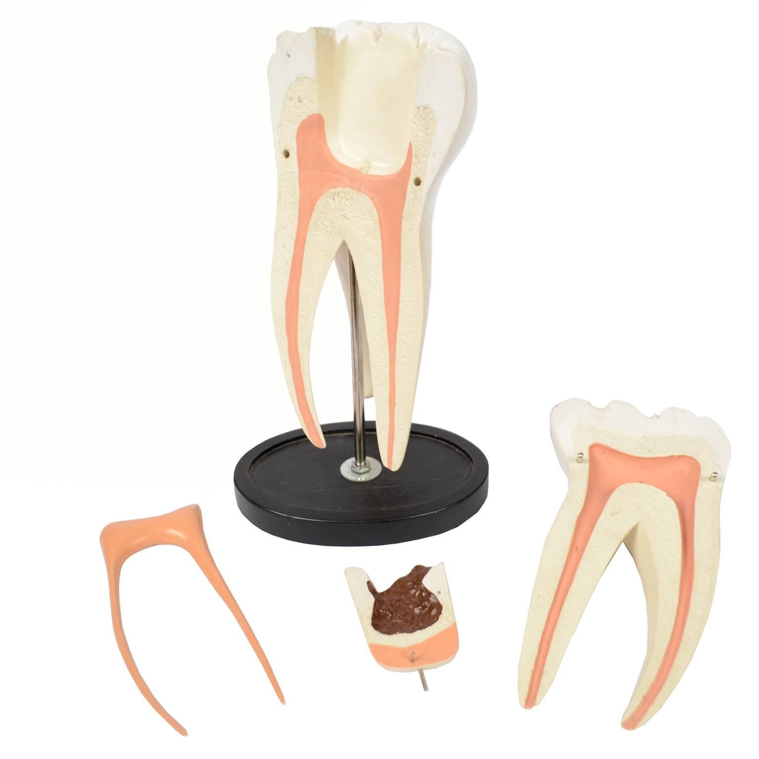 UK 1950s Educational Rubber Resin  Model of Molar Tooth Divisible in 4 Parts In Excellent Condition In Milan, IT