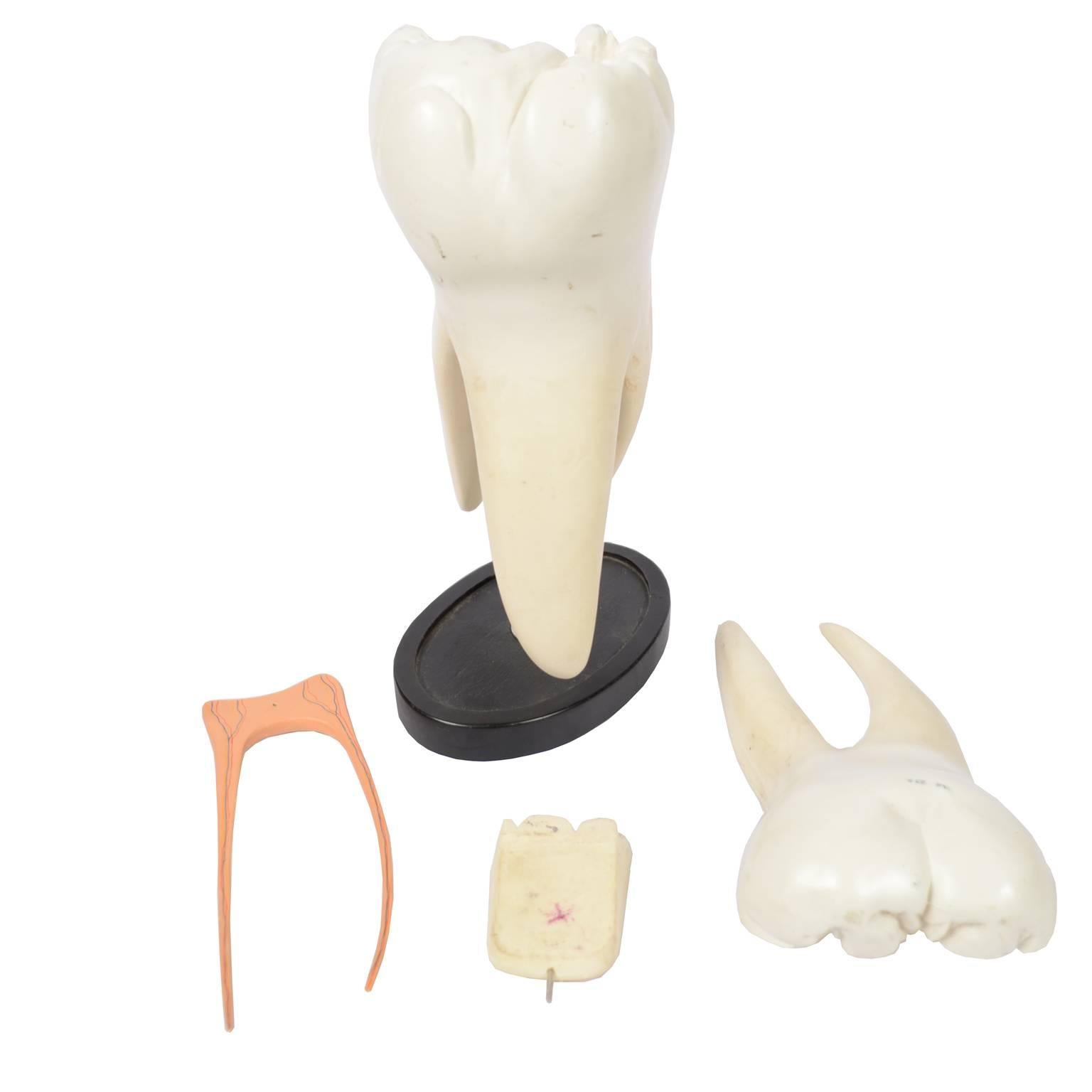 UK 1950s Educational Rubber Resin  Model of Molar Tooth Divisible in 4 Parts 2