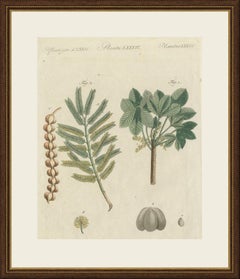 Arbre à caoutchouc et acacia à gomme arabique, gravure ancienne de Bertuch, vers 1805