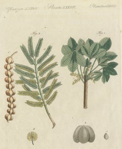 Arbre à caoutchouc et acacia à gomme arabique, gravure ancienne de Bertuch, vers 1805