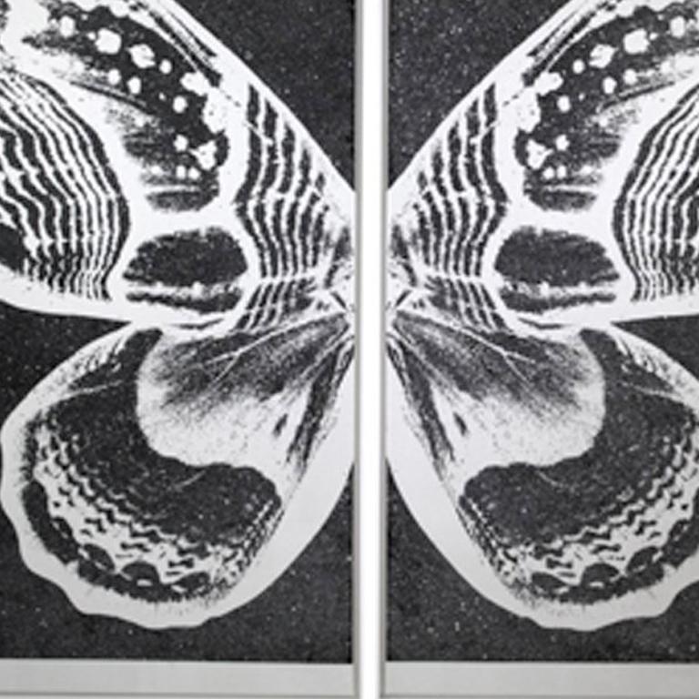 Hybrid Pearl Butterfly on Black 1