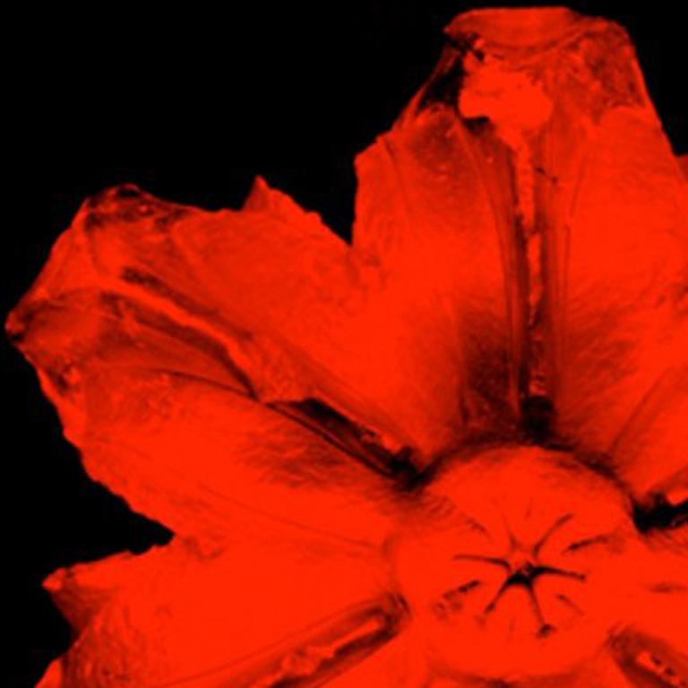 Power Flower N - 1 (Rot auf Schwarz) (Pop-Art), Mixed Media Art, von Rubem Robierb