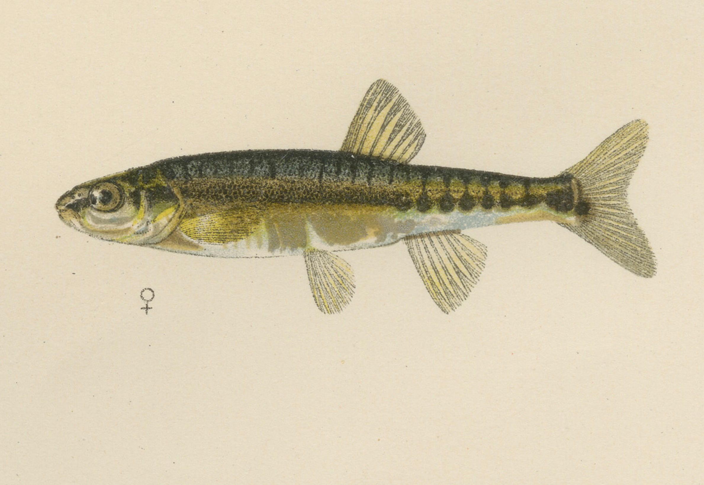 Rudd et Minnow - Poissons d'eau douce élégants de Scandinavie  

Cette captivante lithographie du XIXe siècle de *Skandinaviens Fiskar* représente trois magnifiques poissons d'eau douce originaires des eaux scandinaves : le rudd (Leuciscus rutilus),