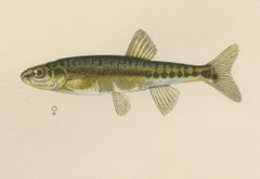 Rudd und Minnow – Elegante Süßwasserfisch-Lithographie aus Skandinavien, 1895