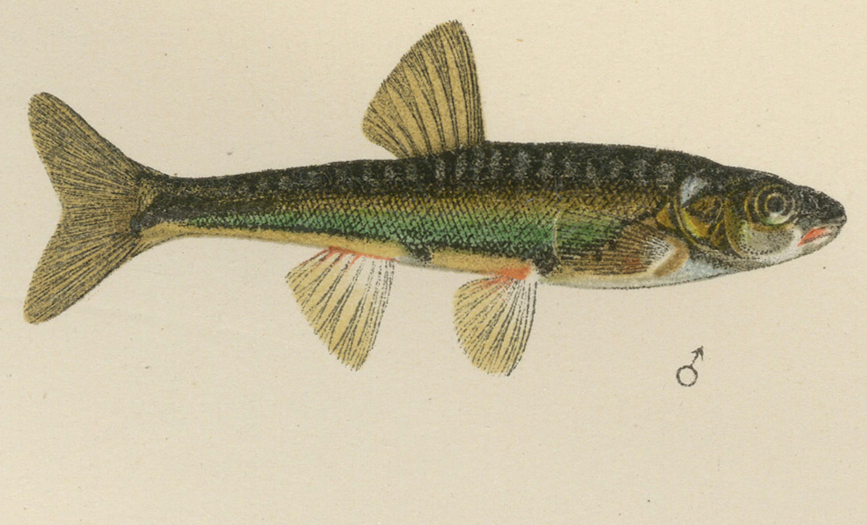 Rudd and Minnow, élégante lithographie de poissons d'eau douce de Scandinavie, 1895 Bon état - En vente à Langweer, NL
