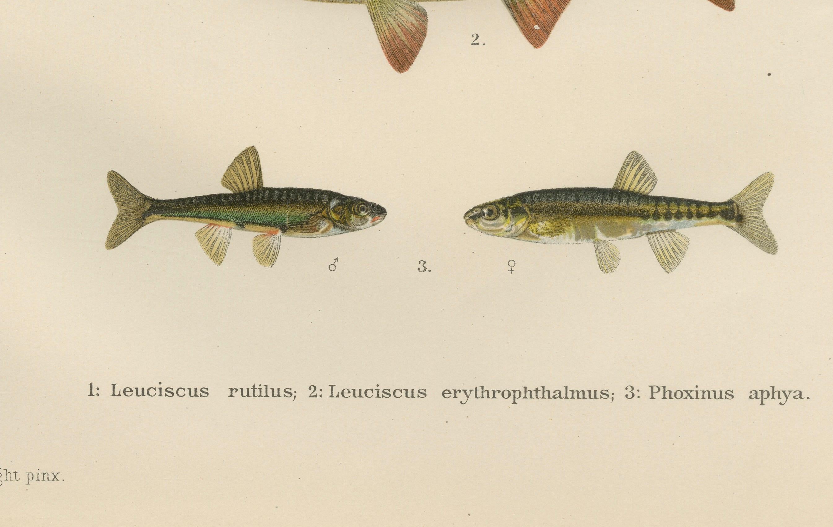 Fin du XIXe siècle Rudd and Minnow, élégante lithographie de poissons d'eau douce de Scandinavie, 1895 en vente