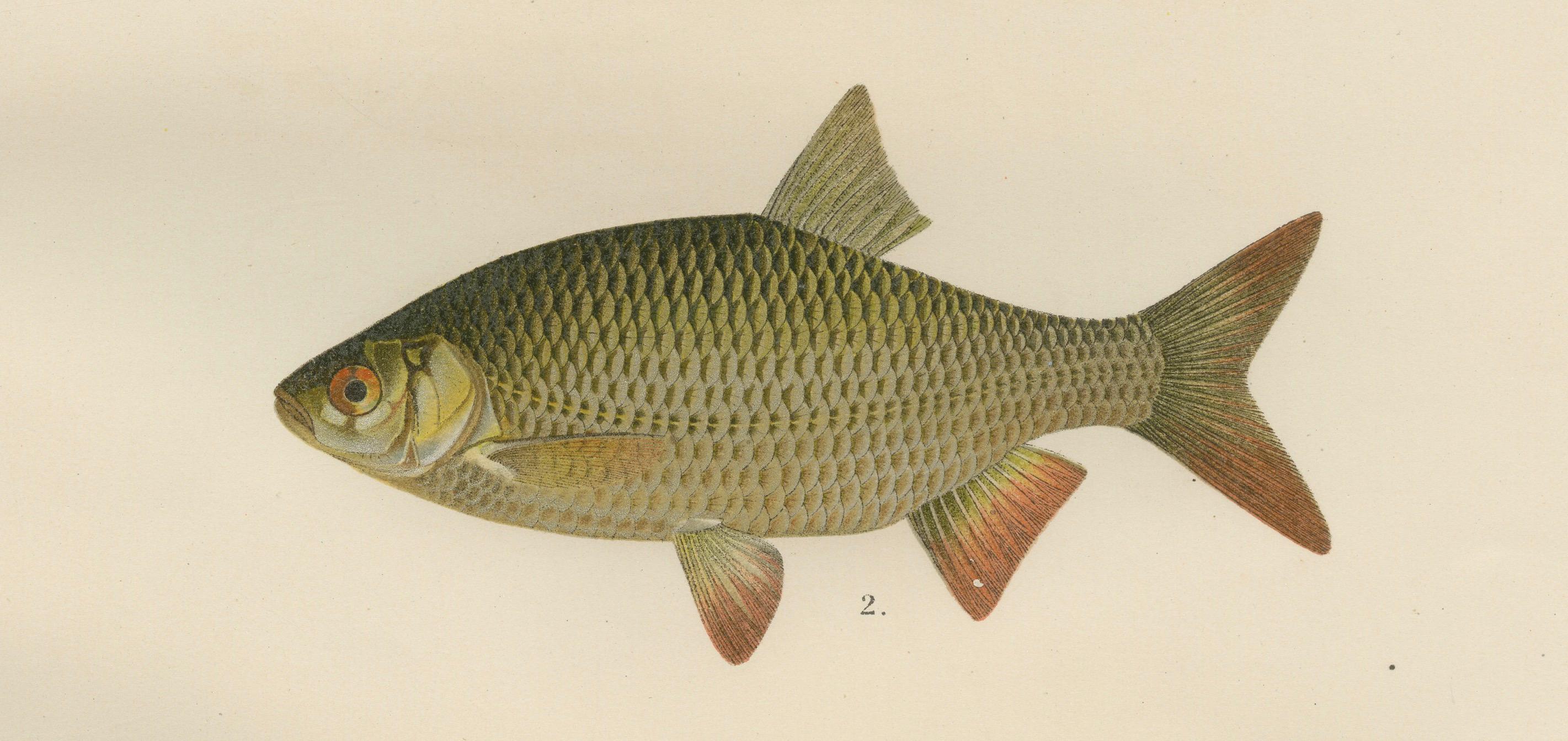 Papier Rudd and Minnow, élégante lithographie de poissons d'eau douce de Scandinavie, 1895 en vente