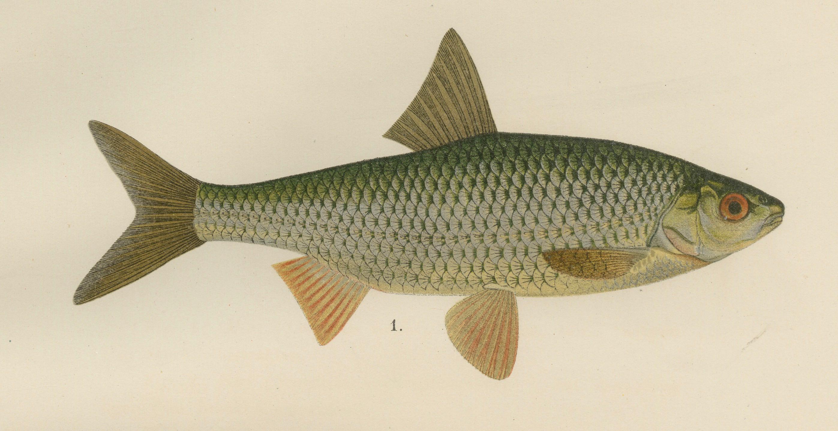 Rudd and Minnow, élégante lithographie de poissons d'eau douce de Scandinavie, 1895 en vente 1