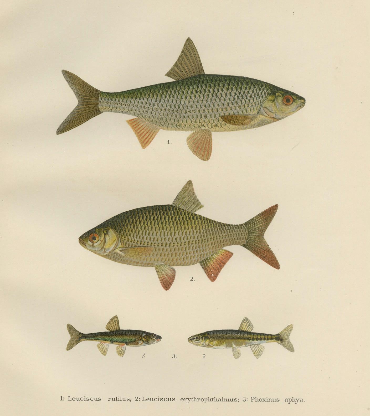 Rudd and Minnow, élégante lithographie de poissons d'eau douce de Scandinavie, 1895 en vente 2