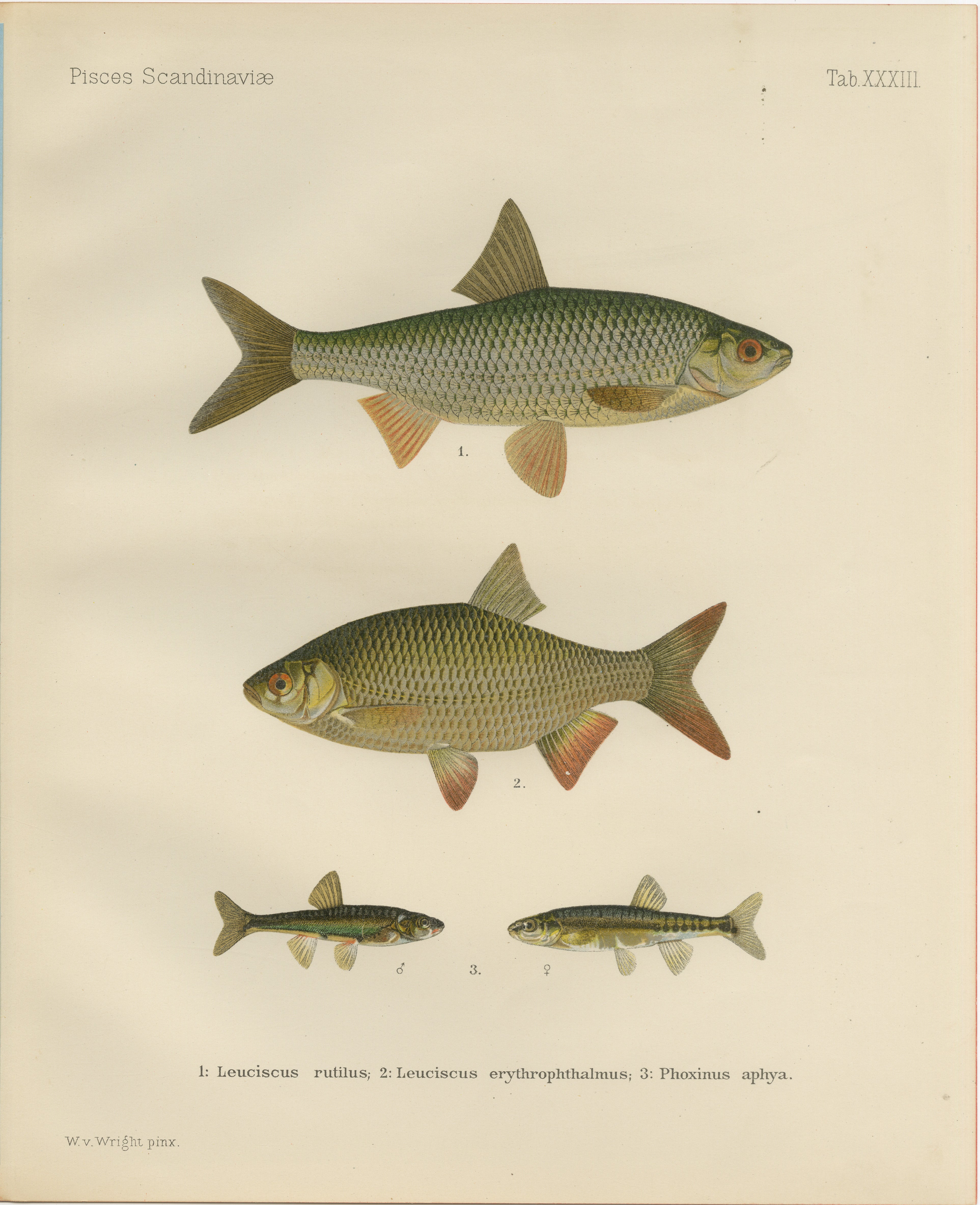 Rudd and Minnow, élégante lithographie de poissons d'eau douce de Scandinavie, 1895