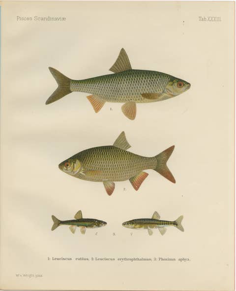Rudd and Minnow - Elegant Freshwater Fish Lithograph from Scandinavia, 1895