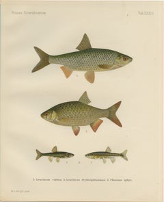 Rudd y Minnow - Elegante pez de agua dulce Litografía de Escandinavia, 1895