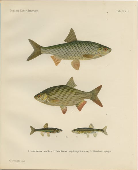 Rudd and Minnow - Elegant Freshwater Fish Lithograph from Scandinavia, 1895