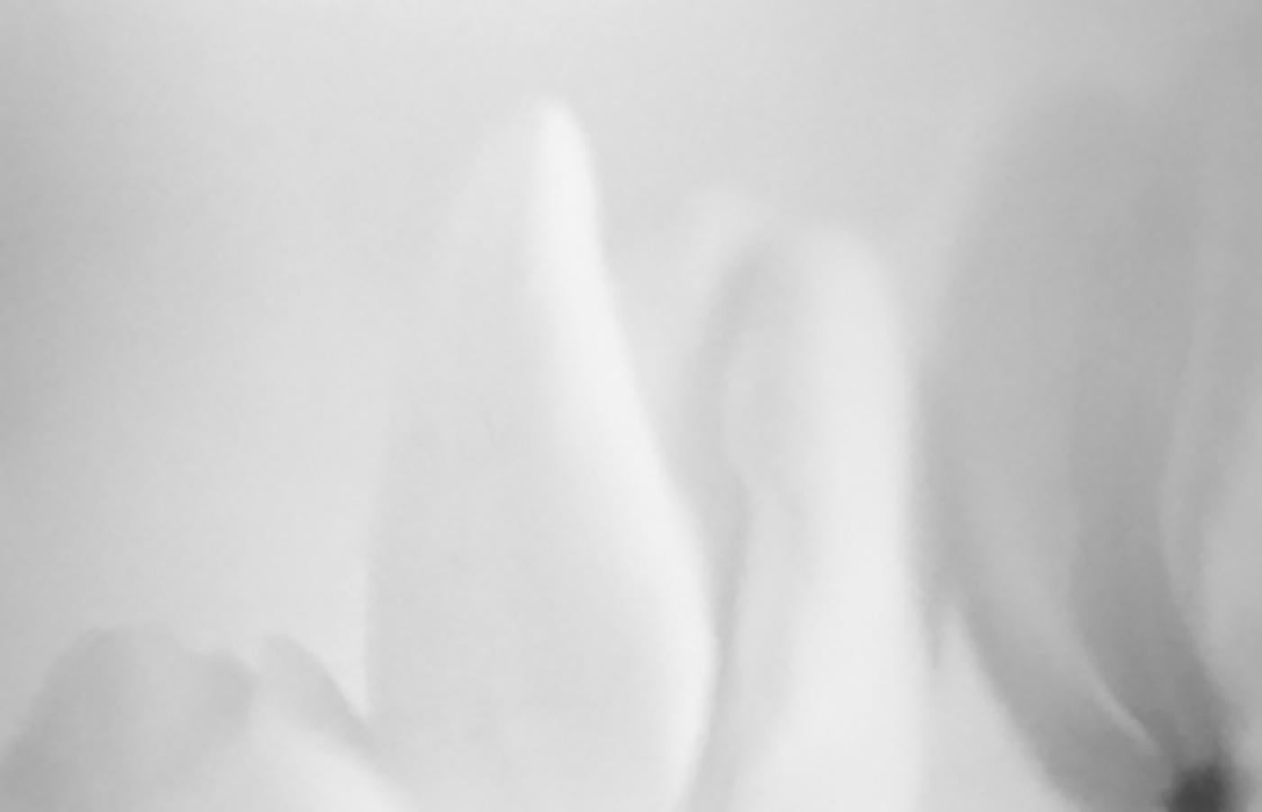 Tulpen 11 – Photograph von Rudi Molacek