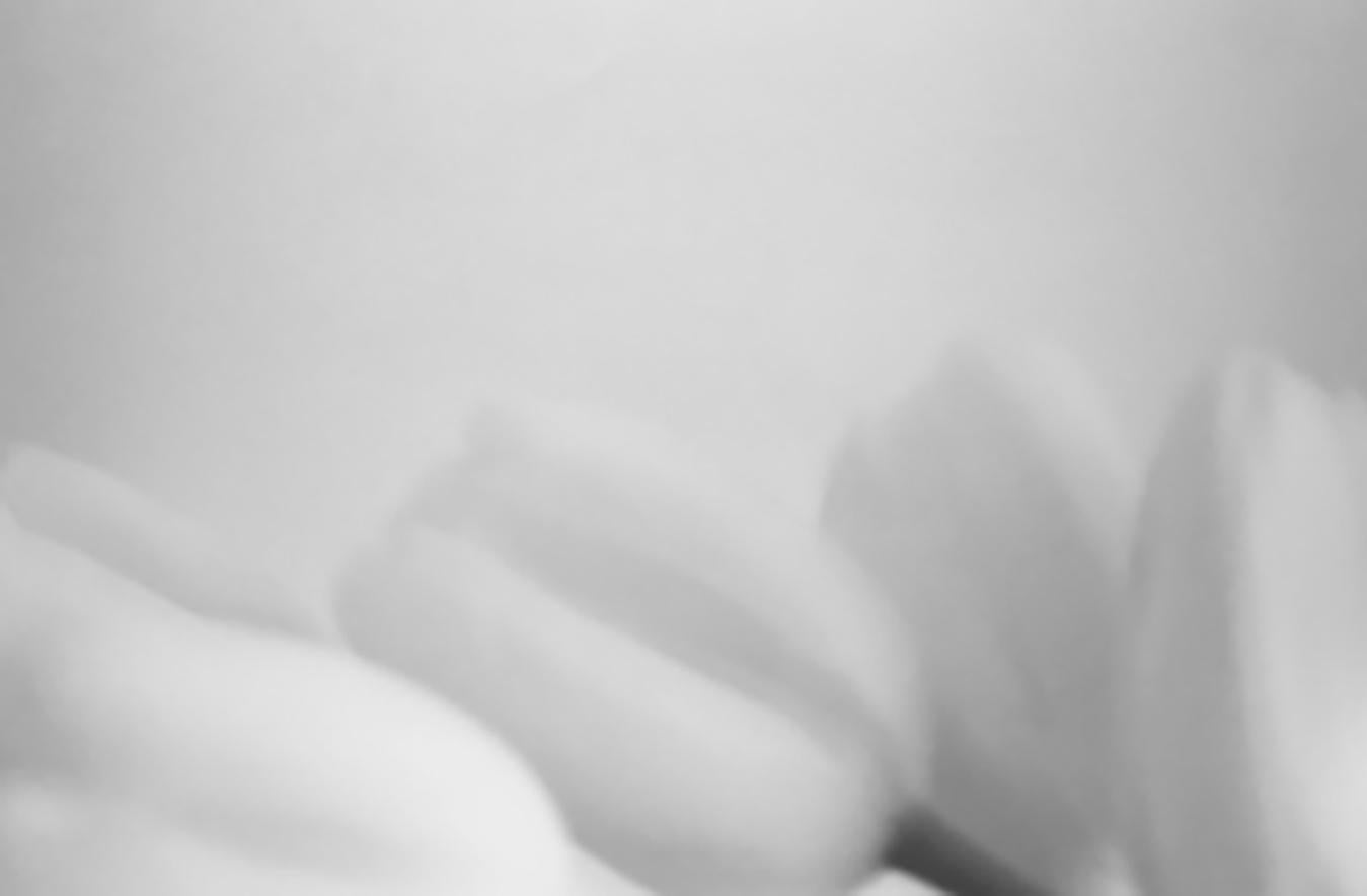 Tulpen 4 – Photograph von Rudi Molacek