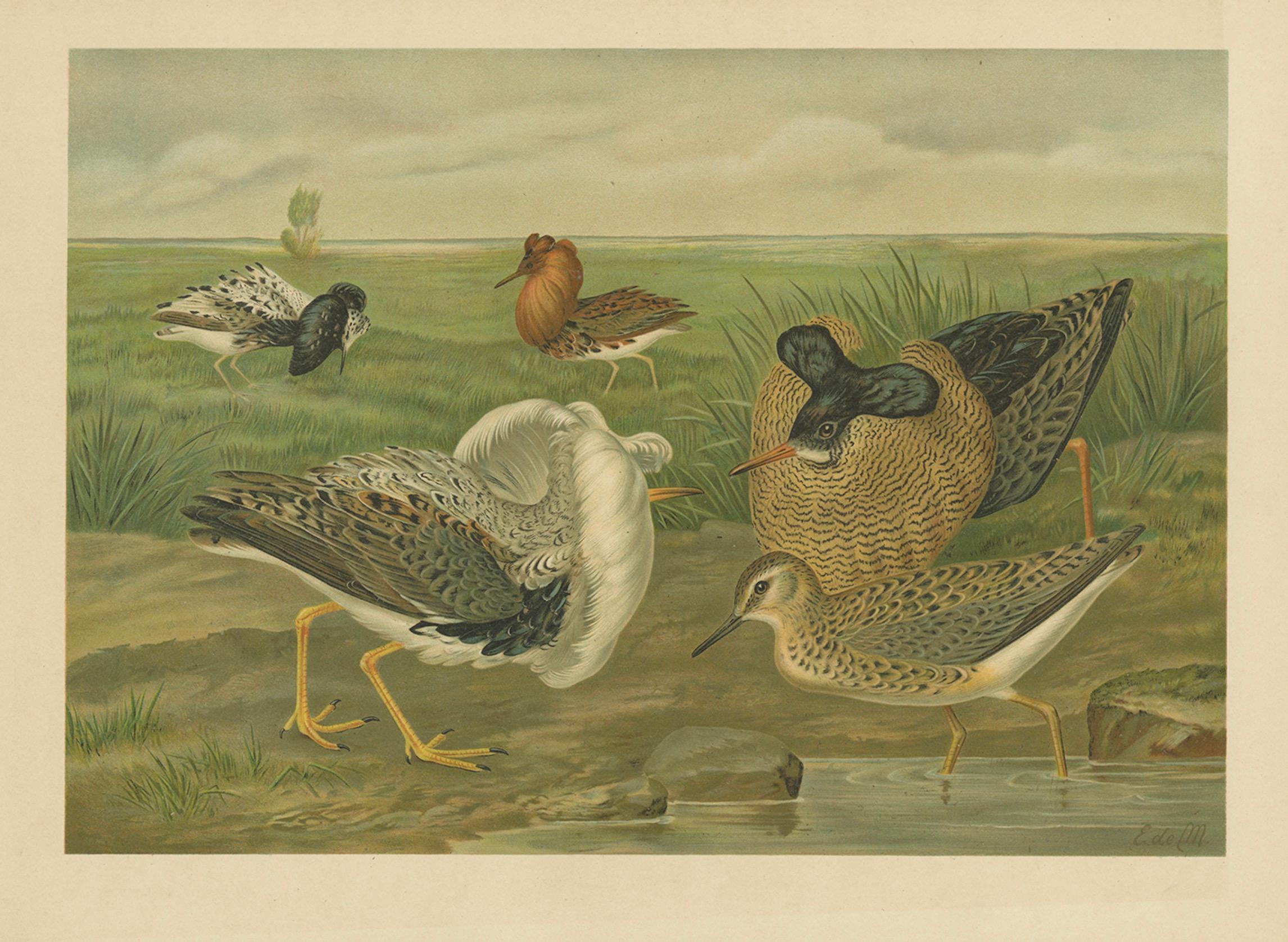 Ruffs and Reeves in Breeding Plumage, Ornithological Lithograph c.1895

This vivid antique chromolithograph, dating from around 1900, presents a stunning group of *Philomachus pugnax*, commonly known as the Ruff (males) and Reeve (female). The print