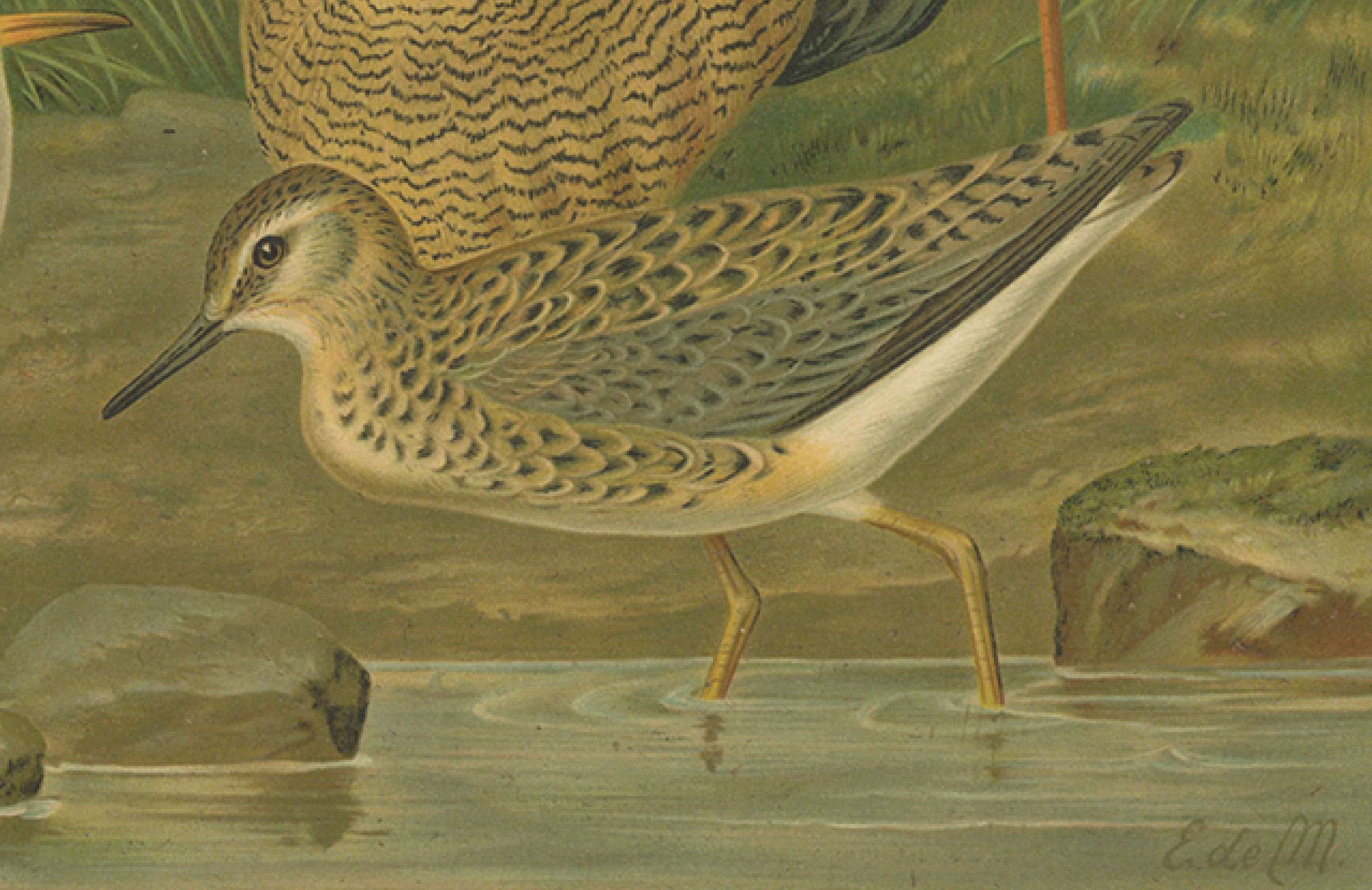 19th Century Ruffs and Reeves in Breeding Plumage, Ornithological Lithograph c.1895 For Sale