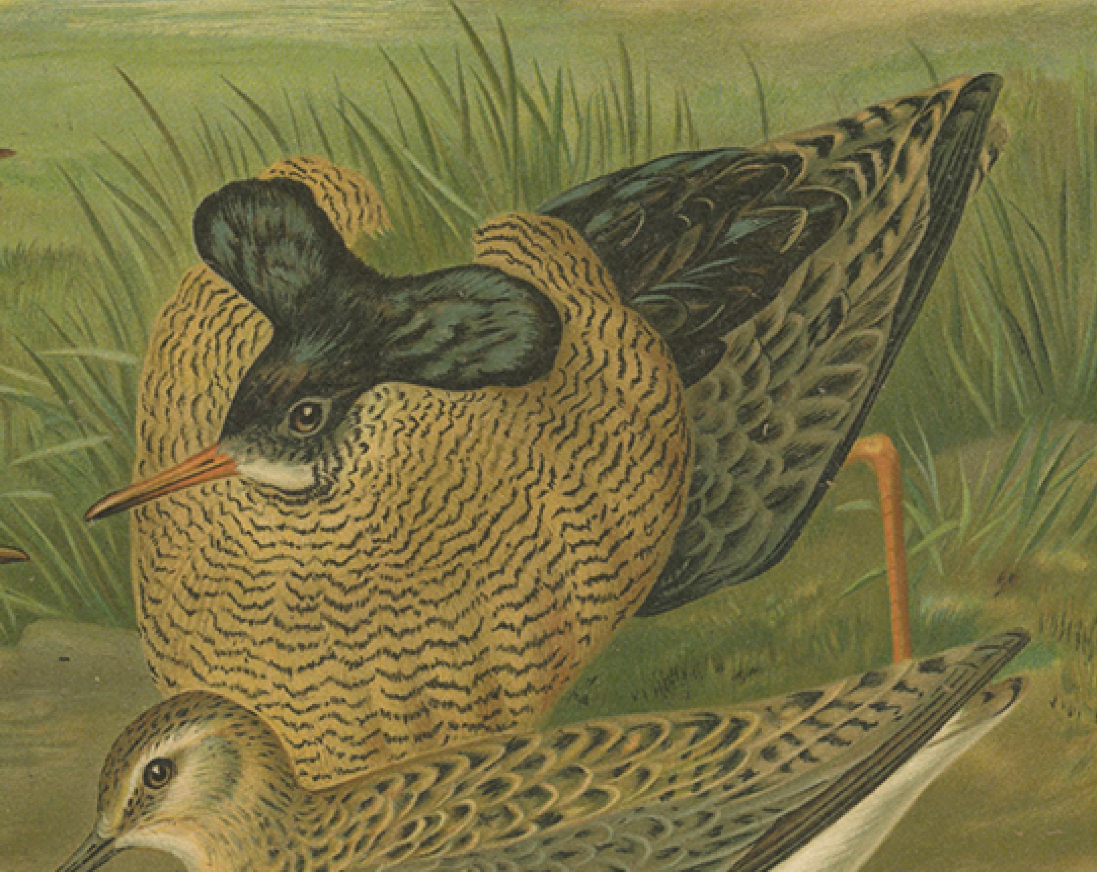 Paper Ruffs and Reeves in Breeding Plumage, Ornithological Lithograph c.1895 For Sale