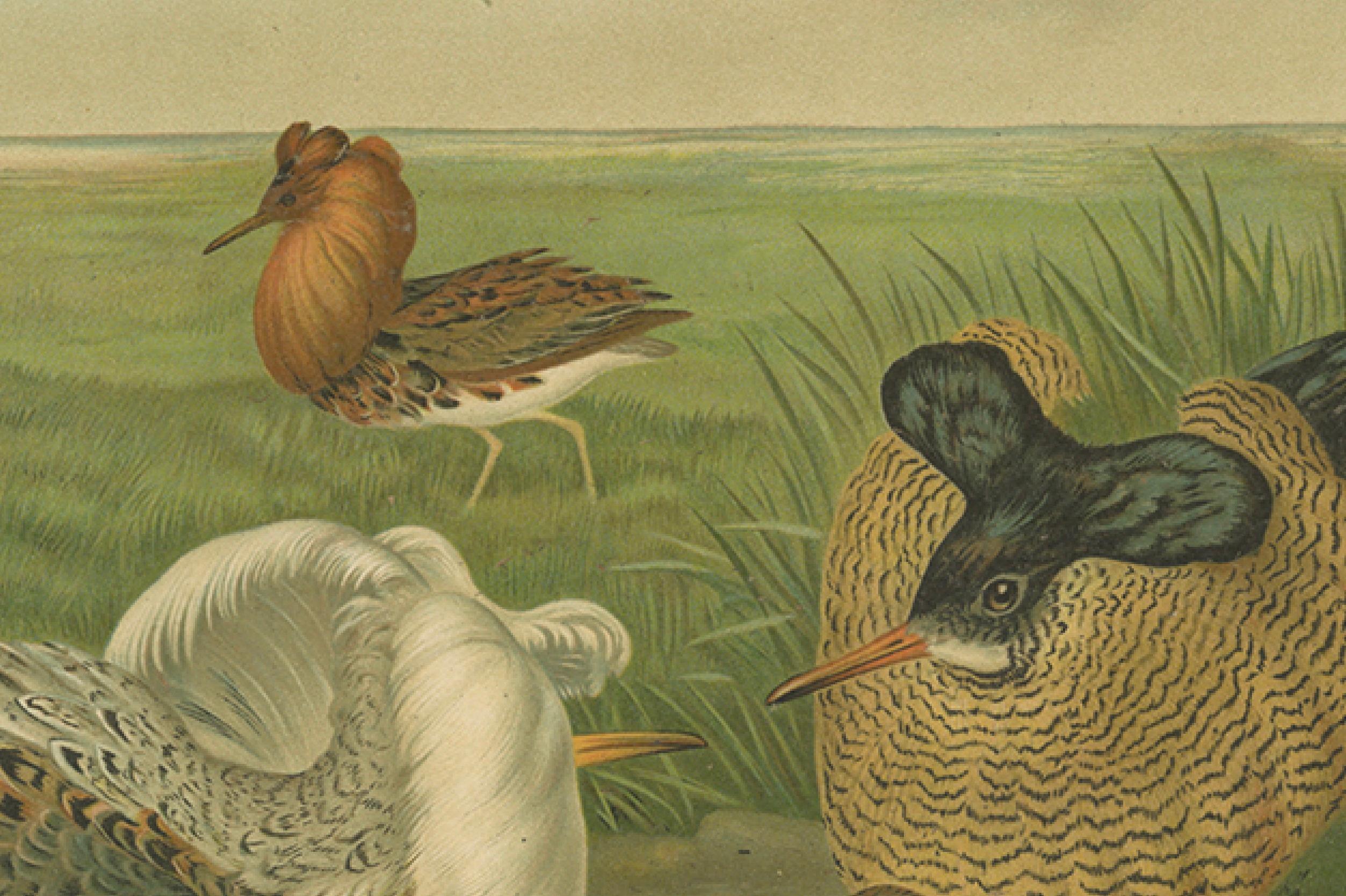Ruffs and Reeves in Breeding Plumage, Ornithological Lithograph c.1895 For Sale 1