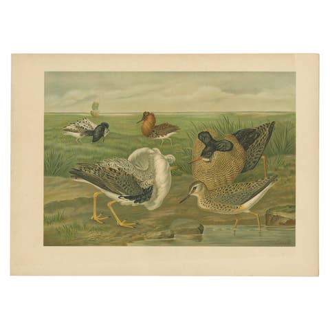 Ruffs and Reeves in Breeding Plumage, Ornithological Lithograph c.1895