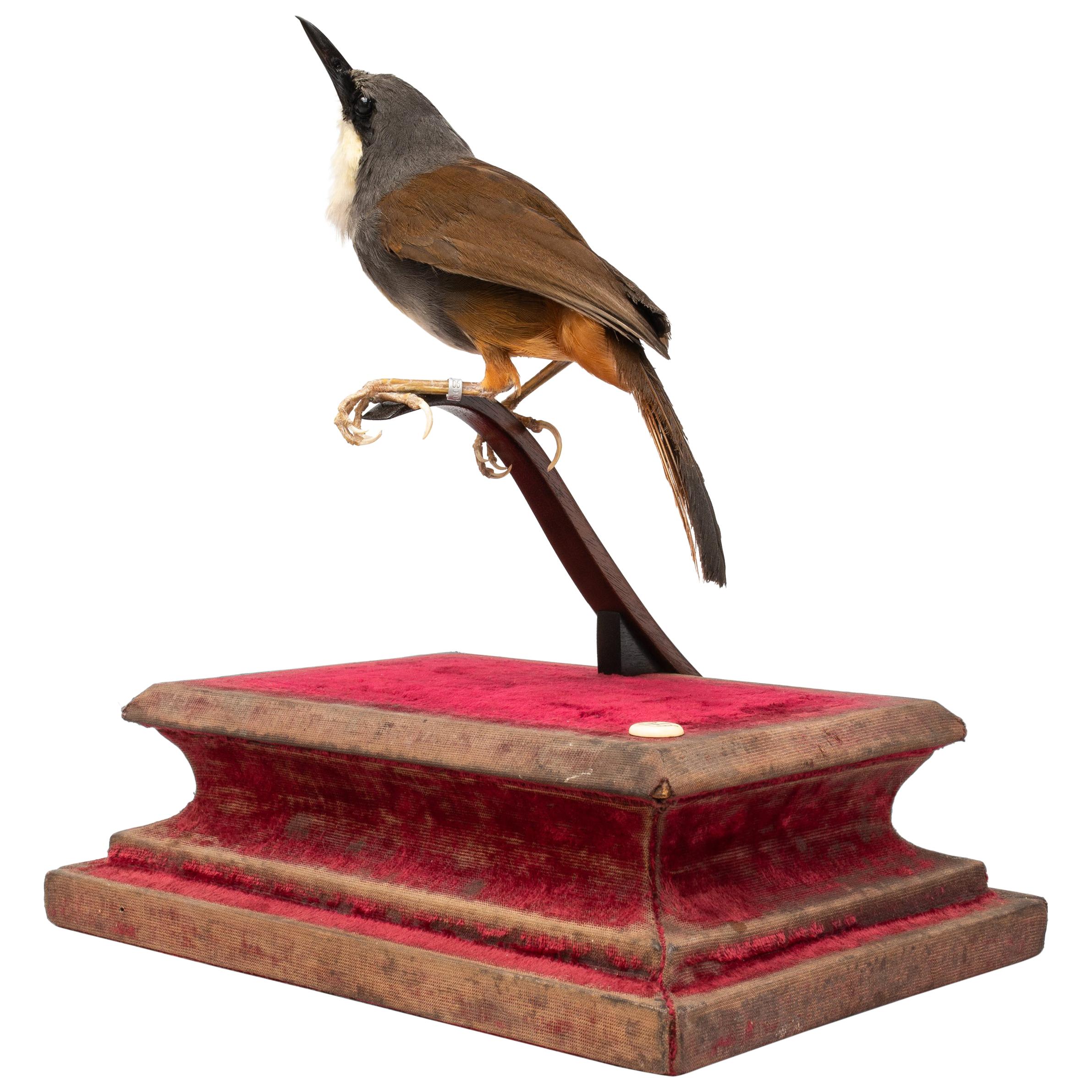 Rufous-Vented Laughinthrush Fine Taxidermy by DS&vT