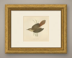 Rufous Warbler or Rufous Bush Robin, Hand Colored Bird Print, Morris, 1896