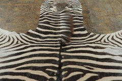 Rug & Kilim’s Contemporary Burchell Zebra Hide with Classic Black Stripes