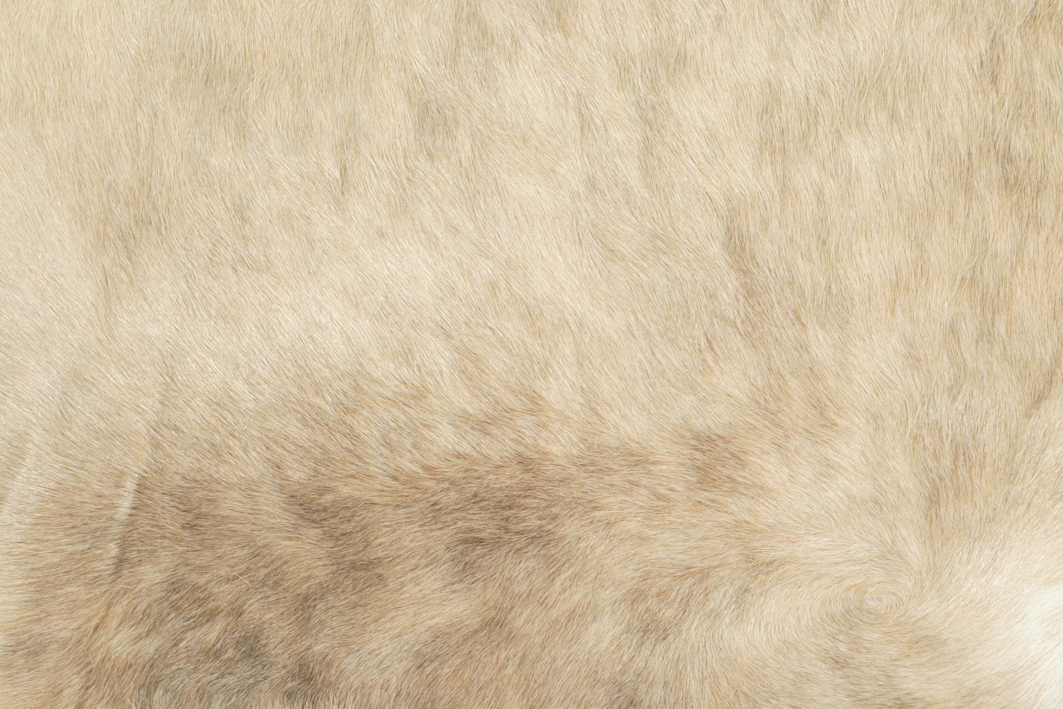 Alfombra grande de piel de vaca de Rug & Kilim en tonos beige arena, marrón y crema Moderno en venta