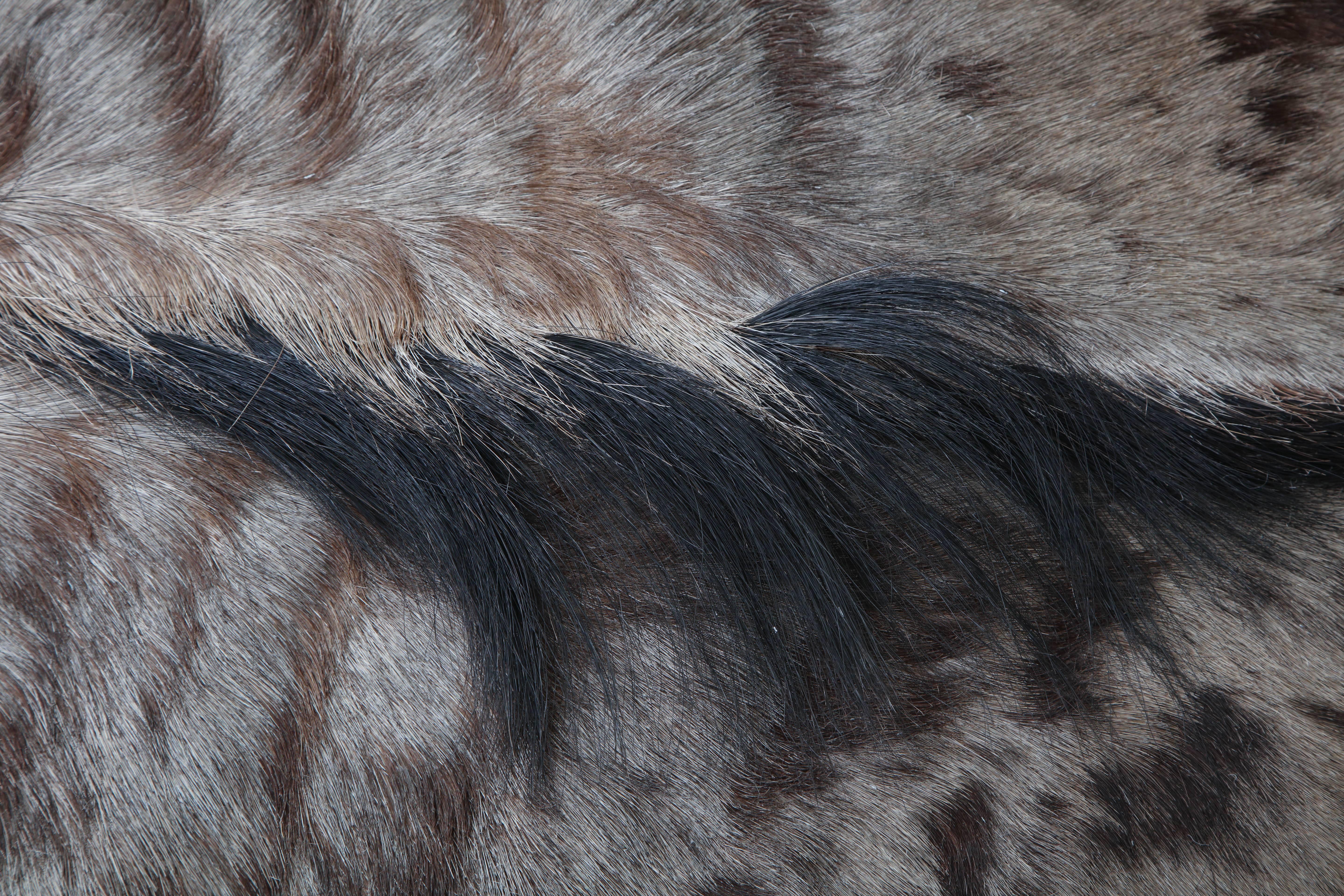 Contemporary Rug, Wildebeest Hide, Chocolate Brown, South Africa, In Stock, New Hide Rug