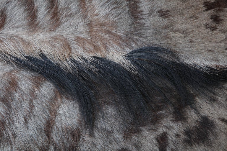 Rug, Wildebeest Hide, Chocolate Brown, South Africa, New Hide, in Stock For Sale 1