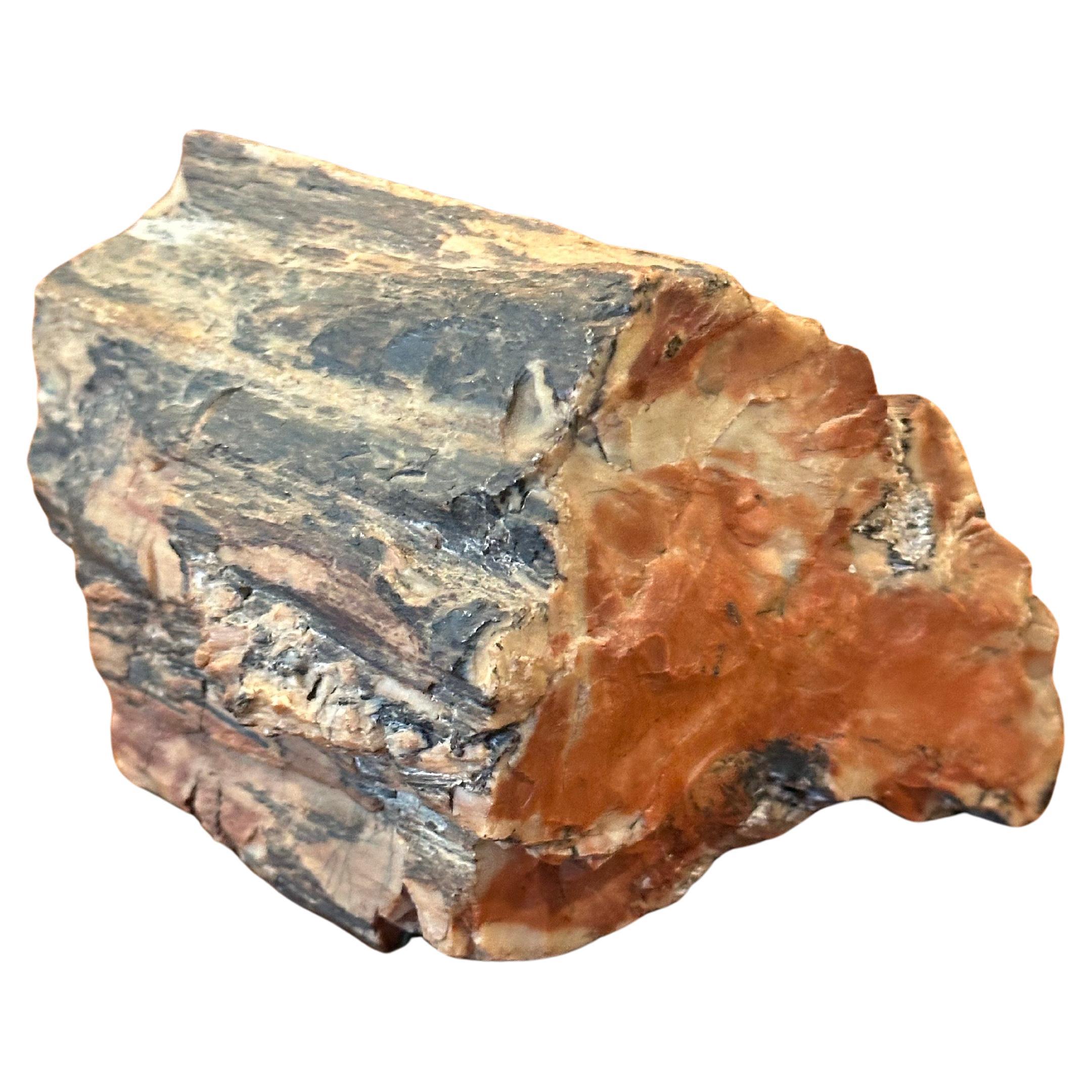 Congolese Robusto fermacarte in legno pietrificato in vendita