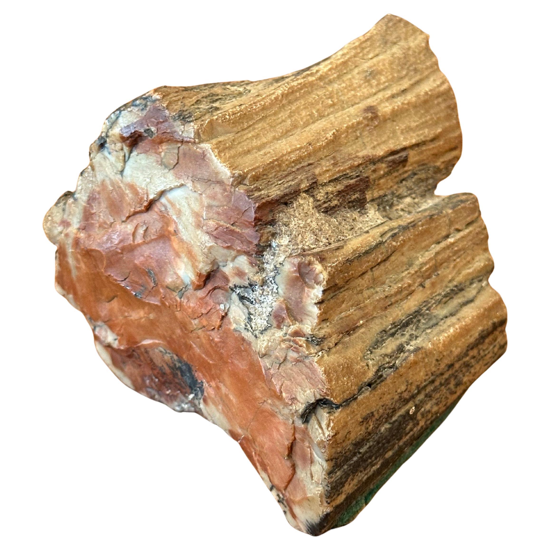 Robusto Pisapapeles de Madera Petrificada