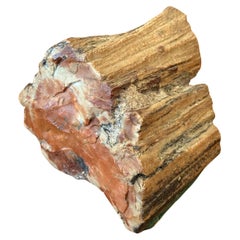 Rugged Petrified Wood Paperweight