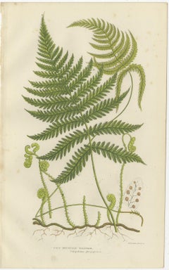 Rush and Sedge Plants Hand-Colored Engravings, Victorian, 1873