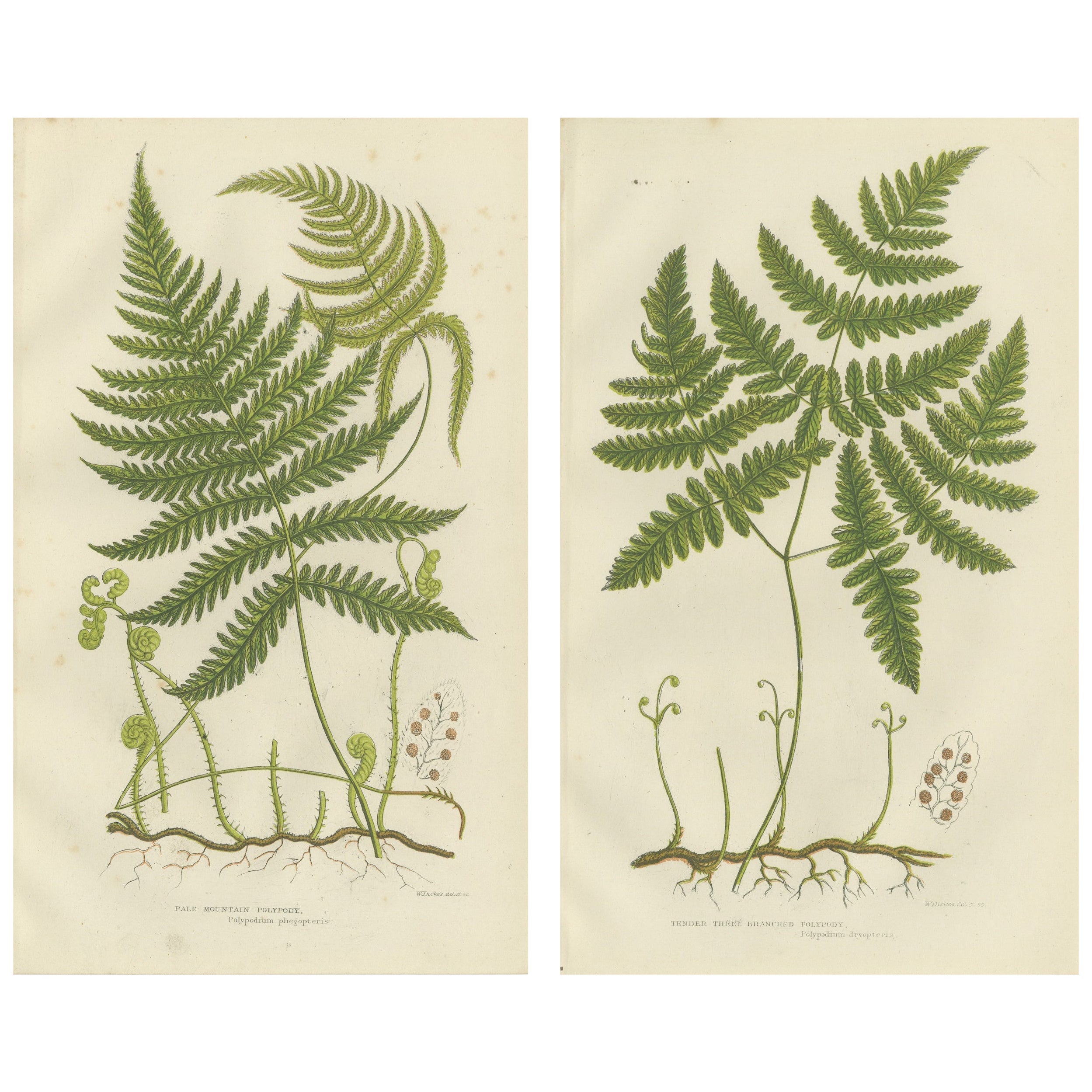 Gravures à la main de joncs et de carex, époque victorienne, 1873 en vente