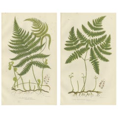 Rush and Sedge Plants Hand-Colored Engravings, Victorian, 1873