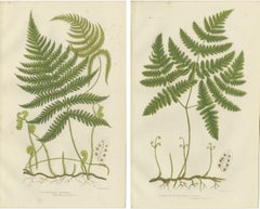Rush and Sedge Plants Hand-Colored Engravings, Victorian, 1873