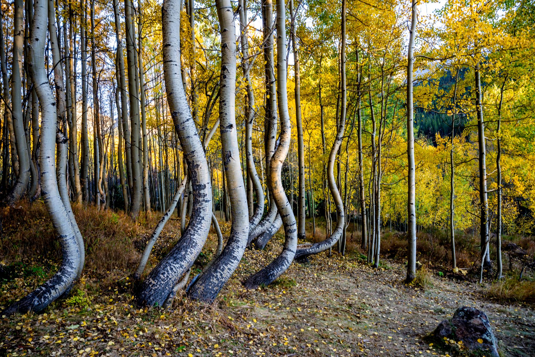 Dancing Aspens - Photograph by Russ Wiley