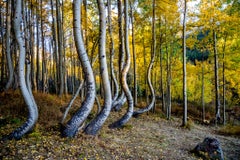 Aspens danzantes