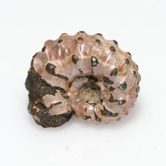 Russian pyritized ammonite fossil